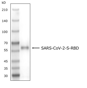 PAGE_SARS-CoV-2